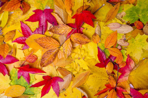 Autumn Leaves Background.  Leaves tree maple