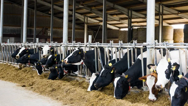 Vacas en una granja. Vacas lecheras —  Fotos de Stock