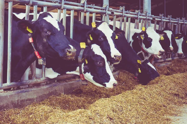 Vacas numa quinta. Vacas leiteiras numa quinta. Estilo vintage — Fotografia de Stock