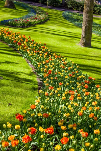 Jardín de primavera holandés Keukenhof (Lisse, Países Bajos) parque de flujo —  Fotos de Stock