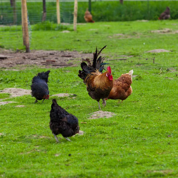 Otların üzerinde otlayan tavuk sürüsü. — Stok fotoğraf