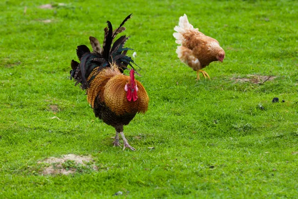 Yeşil çimenlerin üzerinde tavuk. tavuk, tavuk — Stok fotoğraf