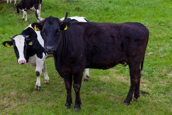 गायों का झुंड। मैदान पर गायें — स्टॉक फ़ोटो, इमेज