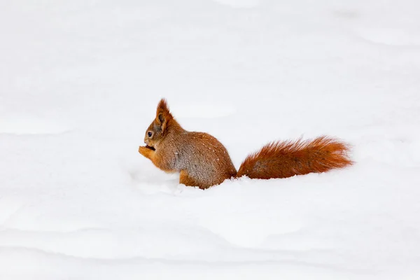 Schöne flauschige Eichhörnchen. Eichhörnchen im Schnee — Stockfoto