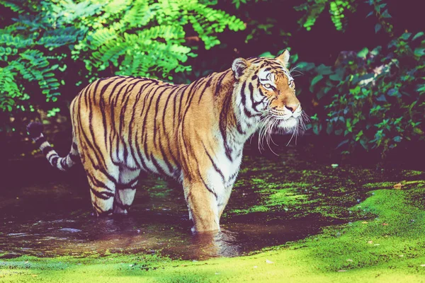 Tigre caminando en el agua. Tigre en el bosque — Foto de Stock