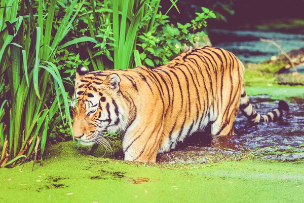 Tigre caminando en el agua. Tigre en el bosque — Foto de Stock