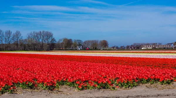 Tulipe fleurs colorées champ de culture de fleurs au printemps. Keuk — Photo