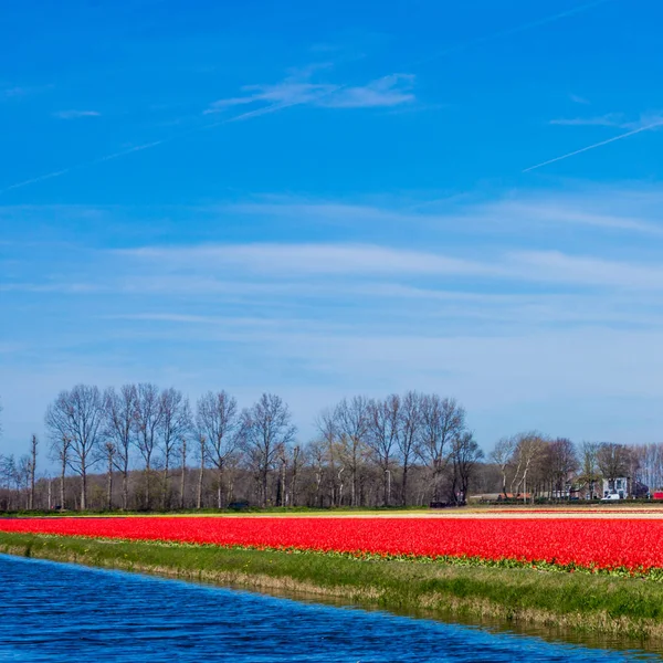 Campo de tulipán en los Países Bajos. Paisaje con tulipanes — Foto de Stock
