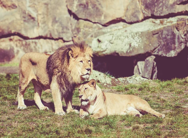 Afrikanischer Löwe. Jahrgangseffekt — Stockfoto