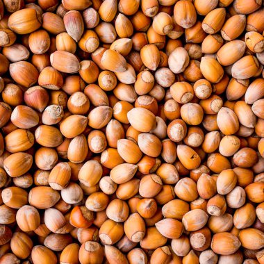 fındık arka plan. Arka plan ağaç fındık