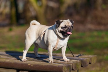 bulanık arka plan ile pug köpek