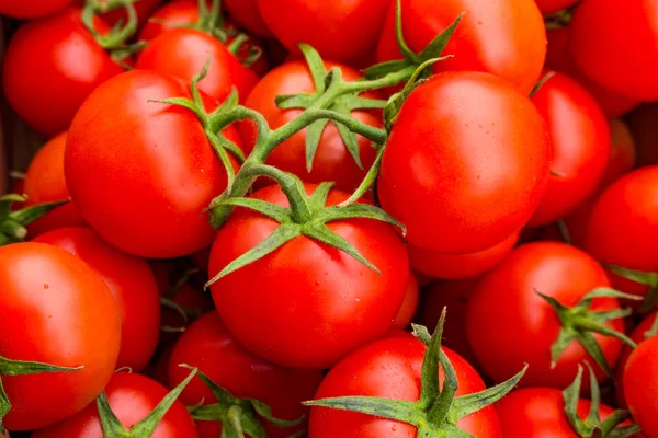 红色西红柿背景。西红柿类 — 图库照片