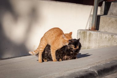 Yerli Kedilerde çiftleşme hareket