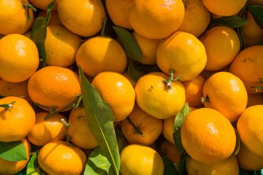 Mandalina arka plan. Portakal. Taze Clementines 