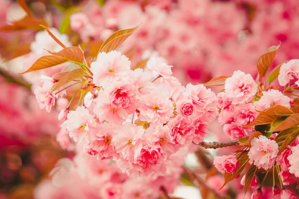 Весняний фон. Цвітне дерево. Весняні квіти — стокове фото
