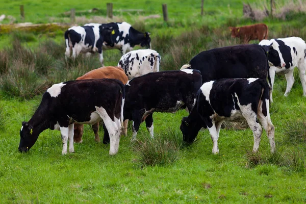 Корова в полі — стокове фото