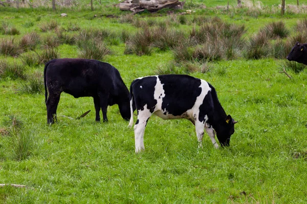 牛が畑にいて — ストック写真