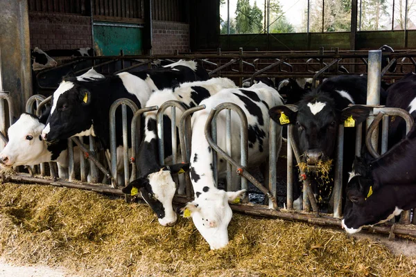 Koeien in een farm. melkkoeien — Stockfoto