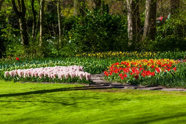 Dutch spring garden Keukenhof (Lisse, Netherlands)  park of flow — Stock Photo, Image