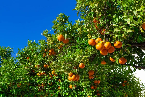 Τα φρούτα των δέντρων μανταρίνι. μανταρίνι φρούτα — Φωτογραφία Αρχείου
