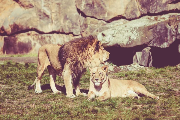 Dzikiego afrykańskiego lwa. Efekt Vintage — Zdjęcie stockowe