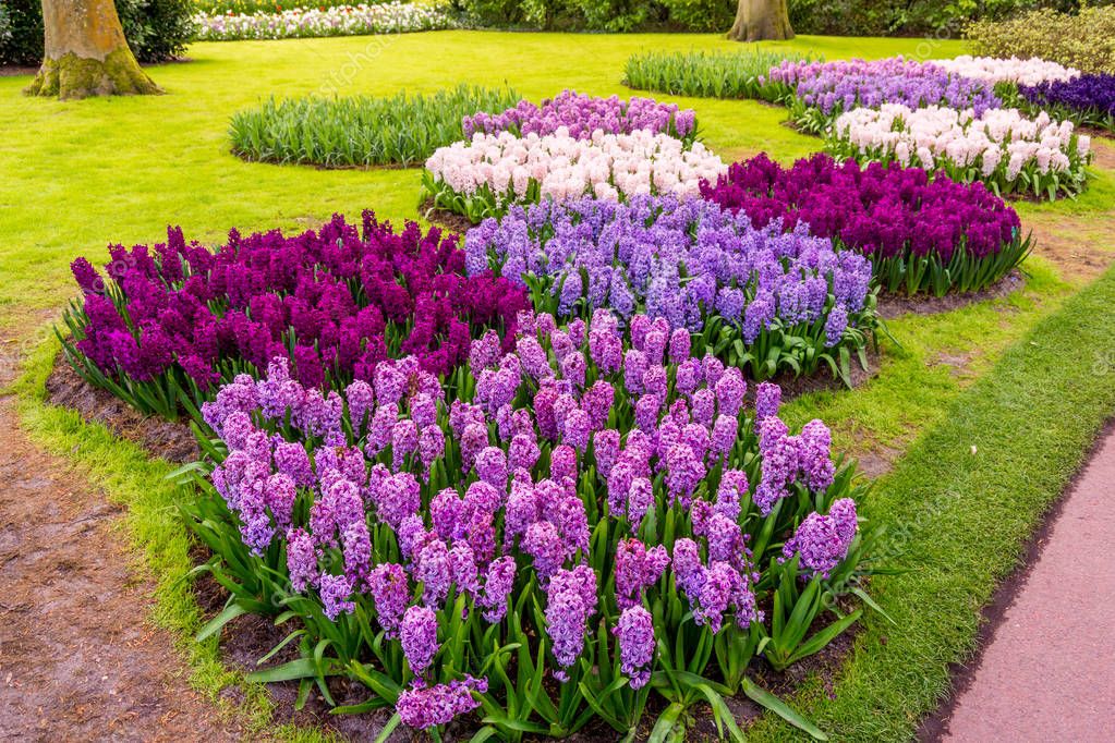 Jardin de flores hermoso | Jardín de flores. Hermoso parque jardín en