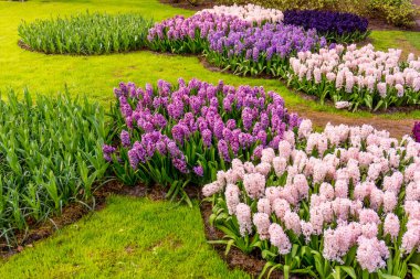 Çiçek Bahçesi. Güzel park Bahçe bahar. Güzel bahçe