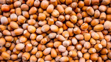 fındık arka plan. Arka plan ağaç fındık