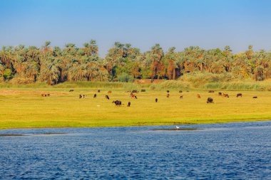 Mısır 'da Nil Nehri. Nil Nehri 'nde Yaşam