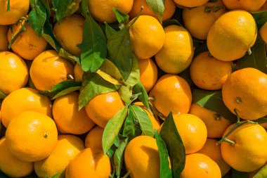 Mandalina arka plan. Portakal. Taze Clementines 