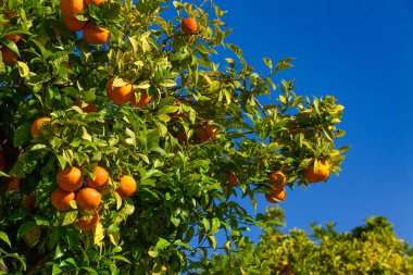 Portakal ağacı. bir ağaç üzerinde büyüyen olgun mandalina