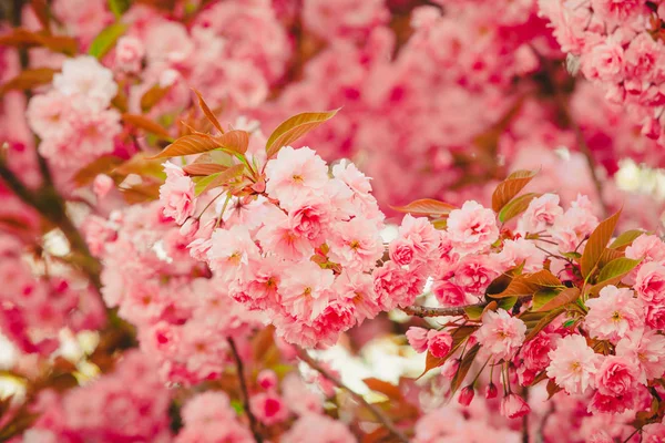 Весняний фон. Цвітне дерево. Весняні квіти — стокове фото