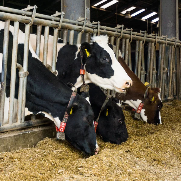 Vaches dans une ferme. Vaches laitières — Photo