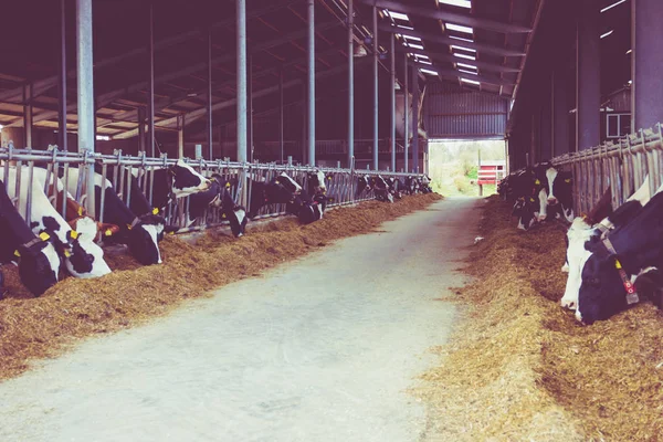 농장에서 소입니다. 농장에 젖소입니다. 빈티지 스타일 — 스톡 사진