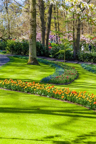 Jardín de primavera holandés Keukenhof (Lisse, Países Bajos) parque de flujo — Foto de Stock