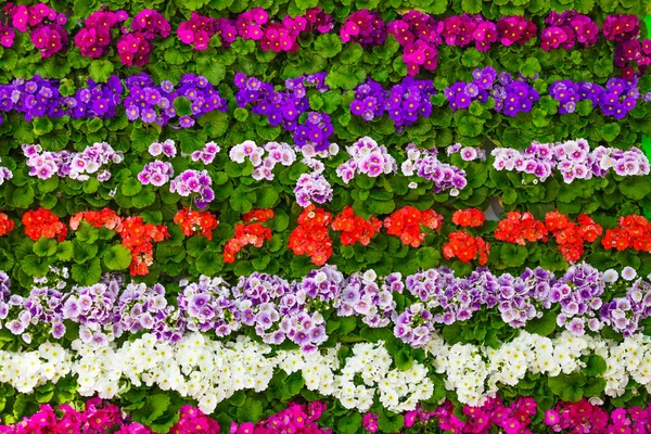 Весняні квіти. квітковий фон — стокове фото