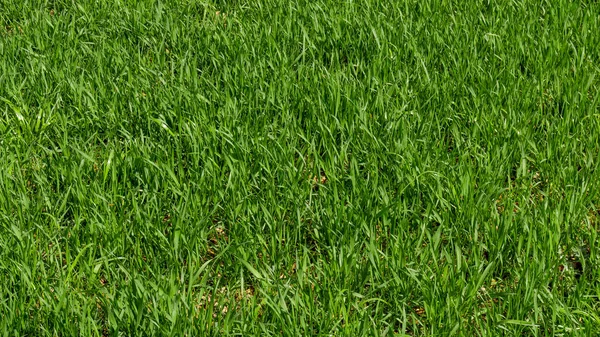 Background of a green grass. Green grass texture — Stock Photo, Image