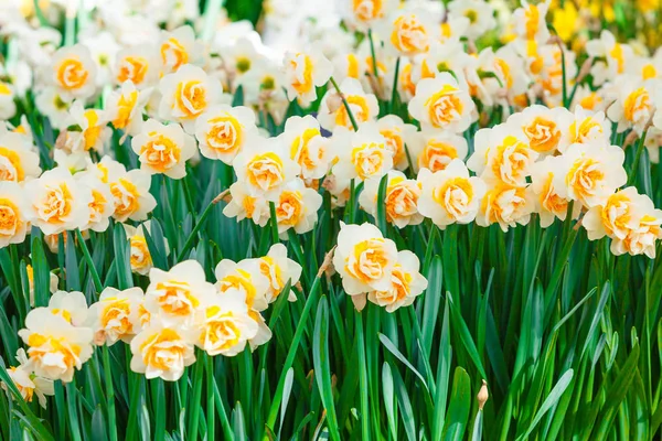 Flores de narciso no jardim. Lindas flores da primavera — Fotografia de Stock