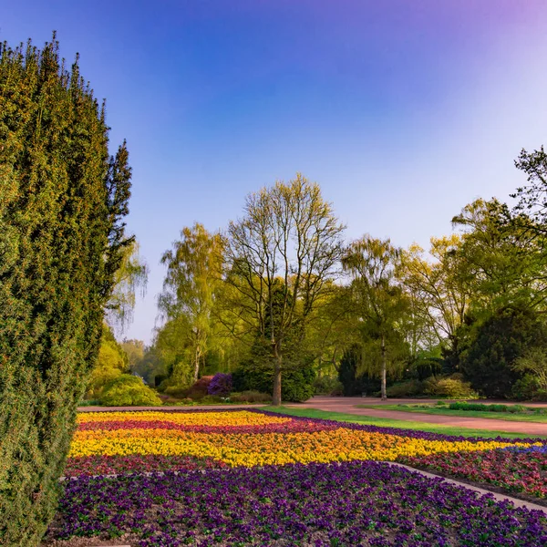 Bonito parque en la ciudad con árboles, flores de primavera y hierba —  Fotos de Stock