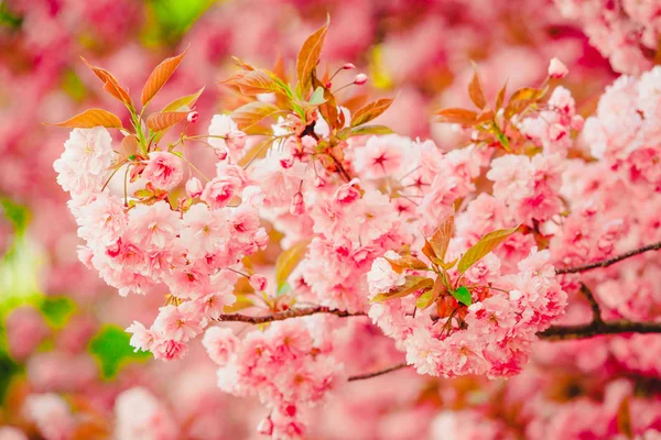 Spring blossom. spring flowers. beautiful flowers — Stock Photo, Image