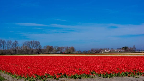 Tulipán pole v Nizozemsku. Krajina s tulipány — Stock fotografie