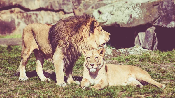 Leão africano selvagem. Efeito vintage — Fotografia de Stock
