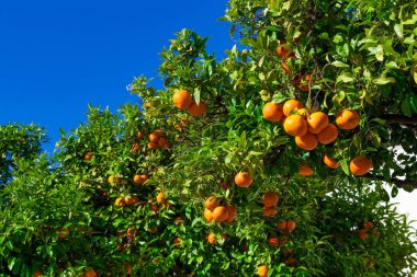 Portakal ağacı. bir ağaç üzerinde büyüyen olgun mandalina