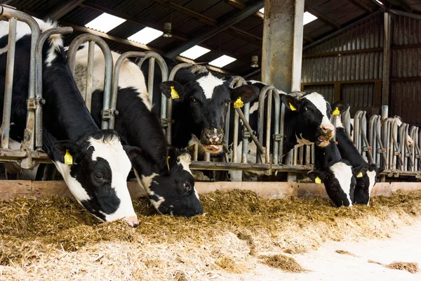 Krowy na farmie. Krowy mleczne w gospodarstwie — Zdjęcie stockowe