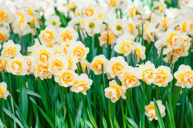 Bahar çiçekleri. Paskalya arka plan 