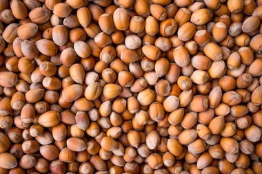 fındık arka plan. Arka plan ağaç fındık