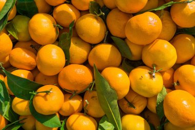 Mandalina arka plan. Portakal. Taze Clementines 