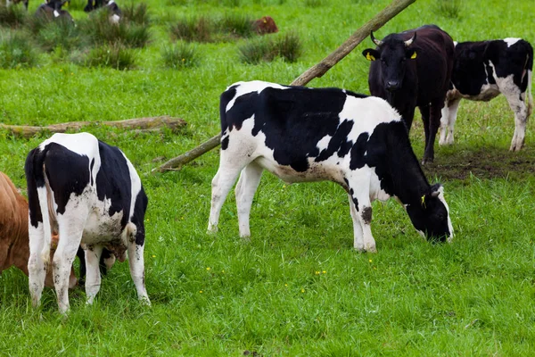 Mucche al pascolo su un campo verde — Foto Stock
