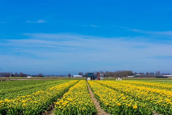 Campo de tulipán en los Países Bajos. Paisaje con tulipanes — Foto de Stock