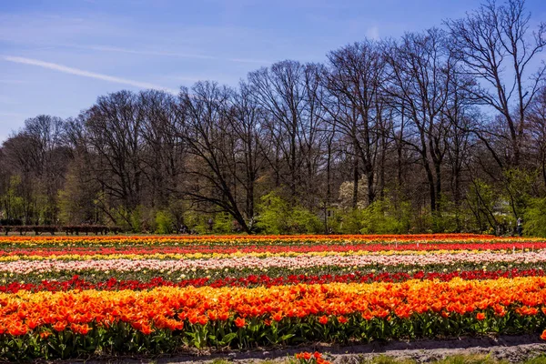 Tulipan kolorowy kwiat kwiaty uprawy pole wiosną. Keuk — Zdjęcie stockowe